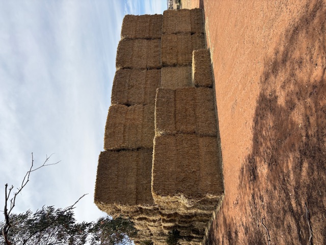 Wheaten Hay Outside 1